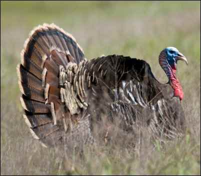 The spring turkey gobbler in full display.
