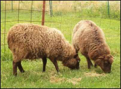 raising sheep for beginners, how to raise sheep, beginning raising sheep