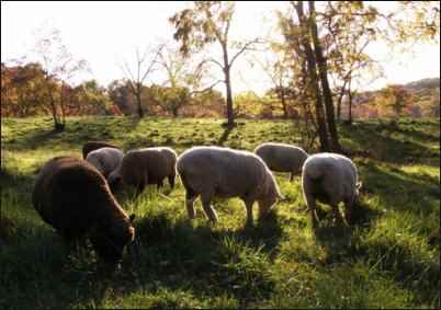 Babydoll Southdown Sheep