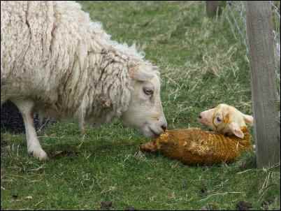 Grafting an Orphan Calf to a Surrogate Mother