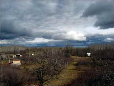 moving pastured pigs homesteading