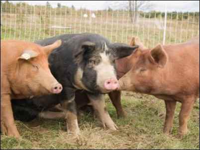 three Pastured Pigs homesteading