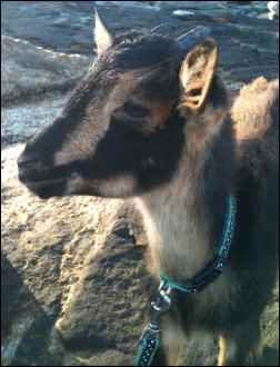 Sandy the housegoat