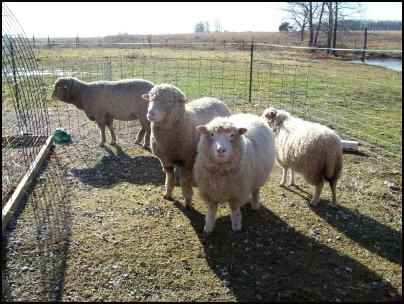 raising sheep for beginners, how to raise sheep, beginning raising sheep