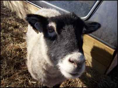 raising sheep for beginners, how to raise sheep, beginning raising sheep