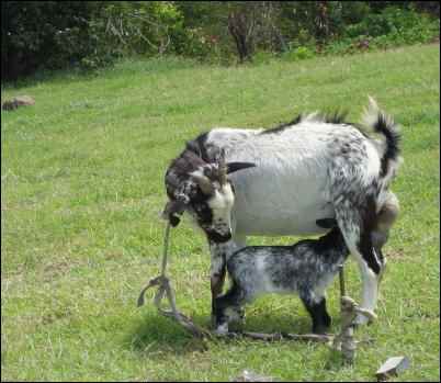 Grafting an Orphan Calf to a Surrogate Mother