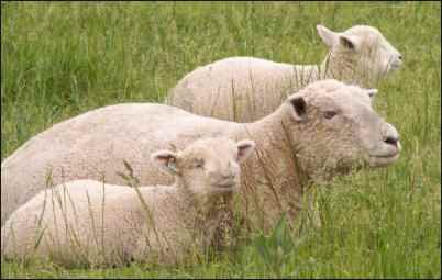 Babydoll Southdown Sheep lambs and ewe