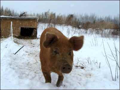 raising Pastured Pigs in snow homesteading