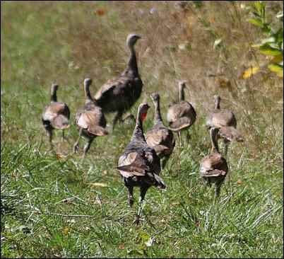 A couple of spring turkeys hens with their young.
