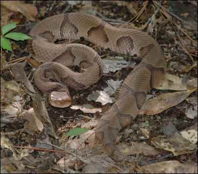 Copperhead Photo by Michael McCarthy