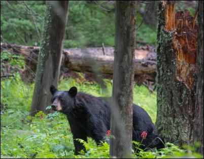 The History of The Teddy Bear, homesteading