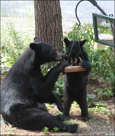 The History of The Teddy Bear, homesteading