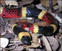 Photo by Ralph Arvesen