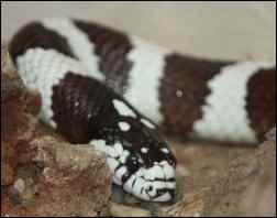 California Kingsnake by Trisha Shears