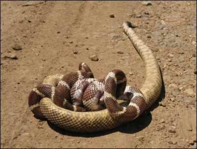 Kingsnake gets the better of a Rattlesnake by Stewart Long