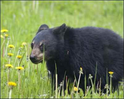 history of the teddy bear homesteading