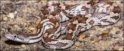 Grey Ratsnake by Jeromi Hefner