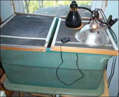 Hatching Chicks With an Incubator, Hatching eggs With an Incubator, homesteading, homestead, chickens