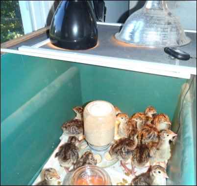 Hatching Chicks With an Incubator, Hatching eggs With an Incubator, homesteading, homestead, chickens