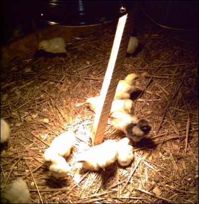 Hatching Chicks With an Incubator, Hatching eggs With an Incubator, homesteading, homestead, chickens