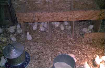Hatching Chicks With an Incubator, Hatching eggs With an Incubator, homesteading, homestead, chickens