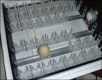 Hatching Chicks With an Incubator, Hatching eggs With an Incubator, homesteading, homestead, chickens