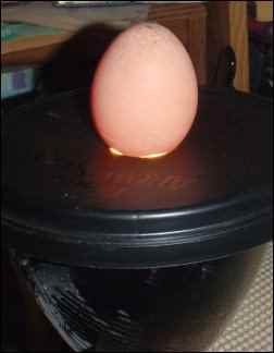 Hatching Chicks With an Incubator, Hatching eggs With an Incubator, homesteading, homestead, chickens