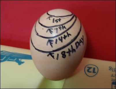 Hatching Chicks With an Incubator, Hatching eggs With an Incubator, homesteading, homestead, chickens