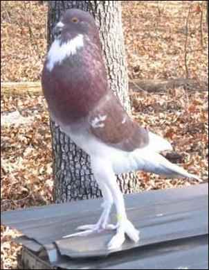 raising Rock Pigeons