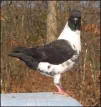 raising Rock Pigeons
