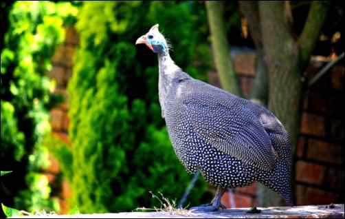 Guinea fowl 