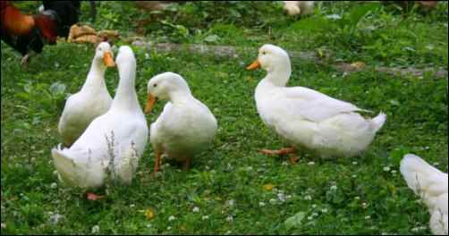 Pekin duck