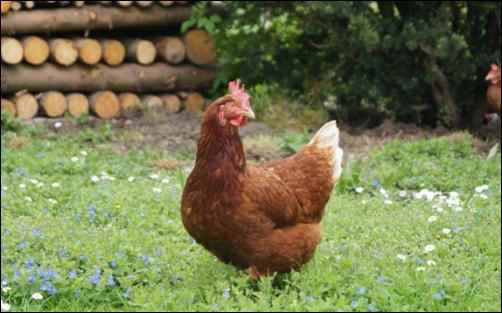 Red Star hen