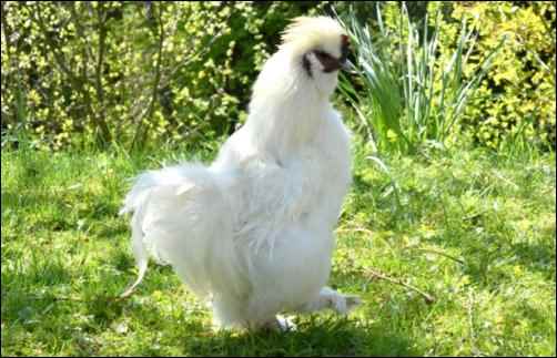 Silky hen