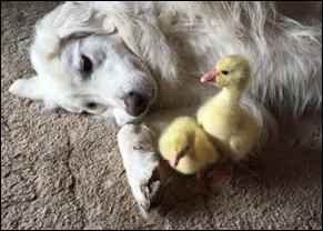 dog with geese