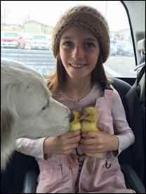 Girl with dog and geese