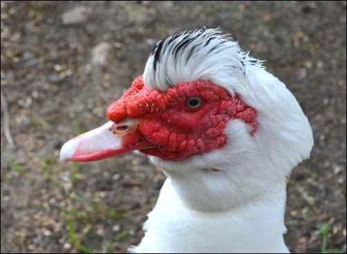 Raising Muscovy Ducks