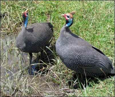 problems raising guinea hens