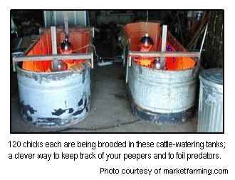 Getting Started with Chicks, homesteading