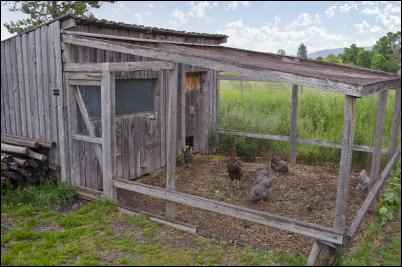 raising backyard chickens
