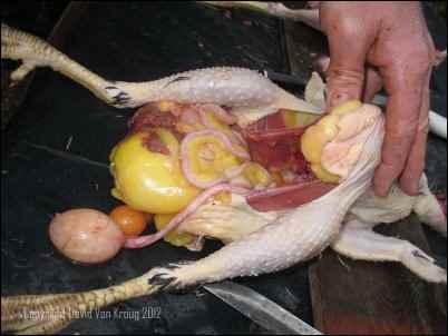 Processing Poultry Learn to Dispatch and Dress Chickens