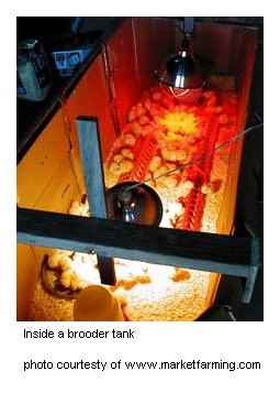 brooder tank chicks, Getting Started with Chicks, homesteading