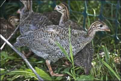 surrogate mother Hen raising a turkey poult and a guinea keet.