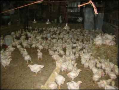broiler chicks brooding house