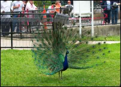 peafowl peacock meat bird