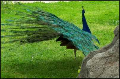 peacock