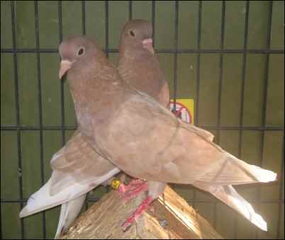 raising Rock Pigeons