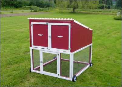 raising backyard chickens in a chicken tractor