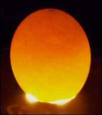 egg candling