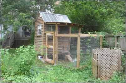 raising backyard chickens